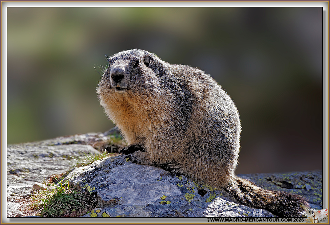 MARMOTTES